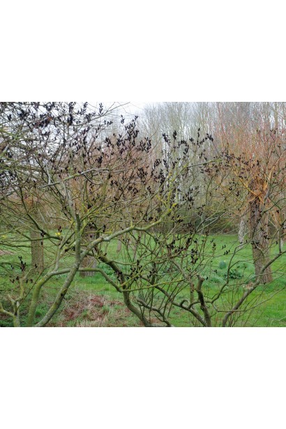 Верба тонкостовбурова Меланостахіс дерево